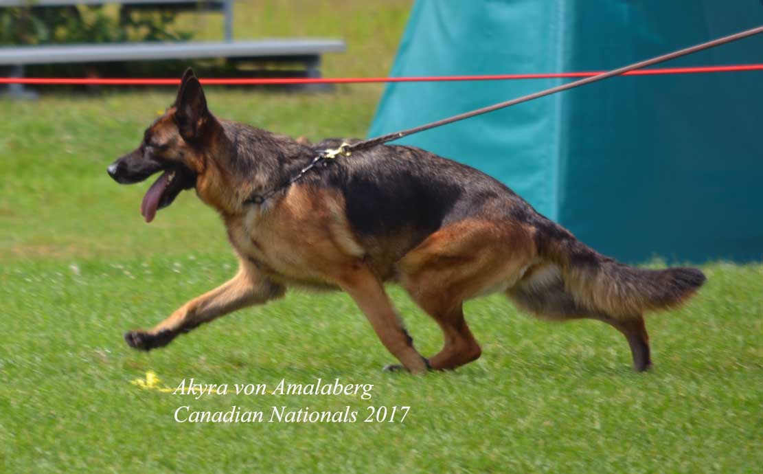 Amalaberg kennels discount
